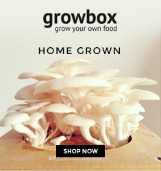 GROW MUSHROOMS BECAUSE WHY NOT